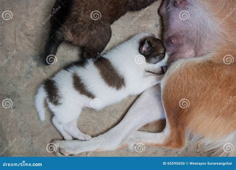 Latte Alimentare Dei Cuccioli Dal Loro Cane Della Madre Fotografia