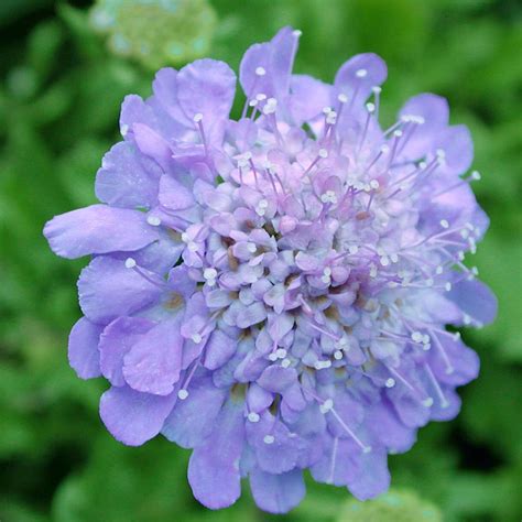 Scabiosa Butterfly Blue Pincushion Flower for Sale | Rare Roots