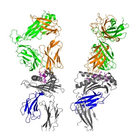 Crystal Structure Of The HLA E KK50 4 TCR Complex 12 A Overview Of