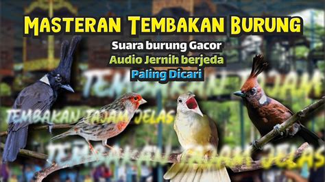 Masteran Tembakan Burung Cililin Kenari Kapas Tembak Gacor