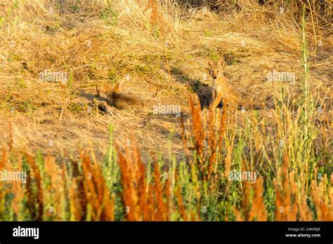 coyote pups playing by the den Stock Photo - Alamy