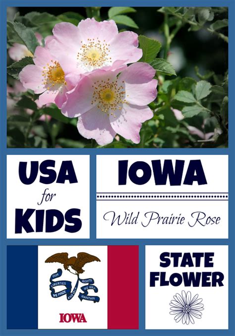 Iowa State Flower - Wild Prairie Rose by USA Facts for Kids