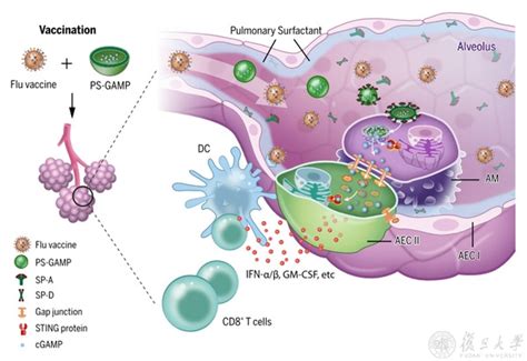 Pulmonary Surfactantbiomimetic Nanoparticles Potentiate Heterosubtypic Influenza Immunity