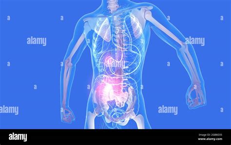 Mann Anatomie Innere Organe Fotos Und Bildmaterial In Hoher Aufl Sung