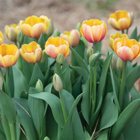 Marit Darwin Hybrid Tulip Bulbs Johnnys Selected Seeds