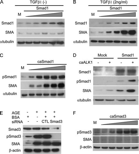 Activated Smad Induces Sma Expression In Mcs A And B After H Of