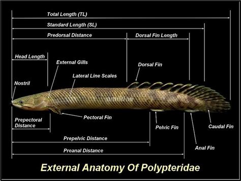 Pin On Polypterus Bichirs