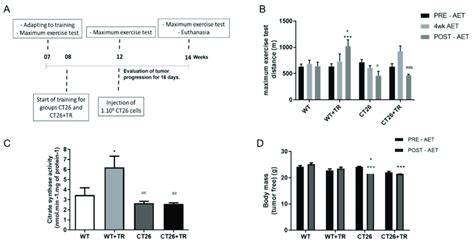 Experimental Design Maximum Exercise Test Citrate Synthase Activity