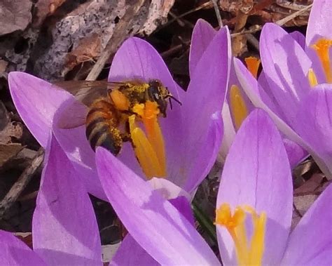 Crocus And Bee Wild Crocus And Honey Bee Rimmoss Flickr