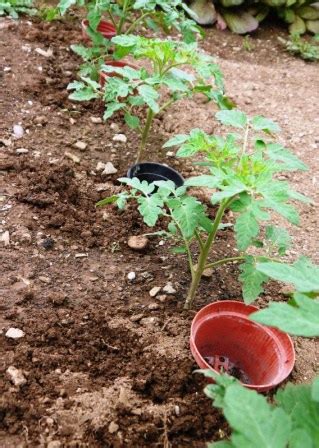 Tomato Blight - 4 (All Natural) Prevention Tips - The Hedgecombers