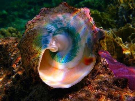 Conch Shell Rainbow Colors Colorful World Pinterest