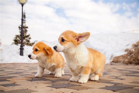 Cute Red Welsh Corgi Pembroke Puppy On The Grass Walk Outdoor Having