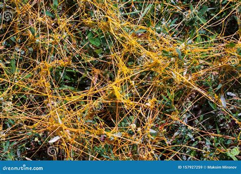 Dodder Genus Cuscuta Is The Parasite Wraps Stock Image Image Of