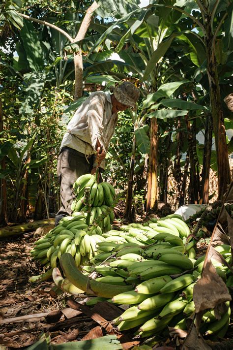 photo   banana plantation  stock photo