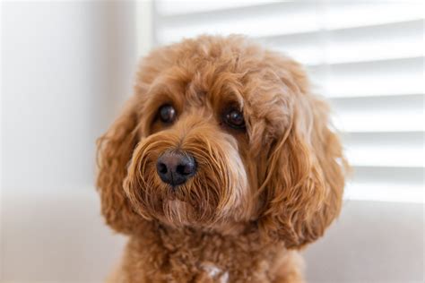 150 Cute Cavapoo Names For Your Cavalier Poodle Mix