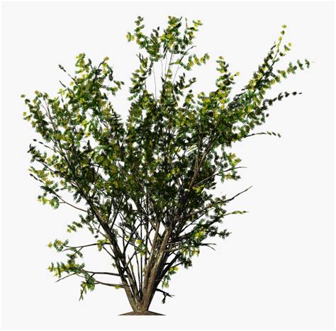 shrubs png ground shrub transparent background png  kindpng