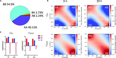 Increased Inter Chromosomal Interactions During Erythroid Chromatin