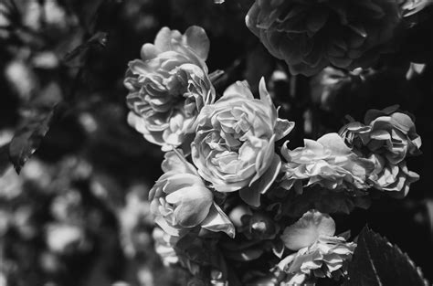 Grayscale Photography of Rose · Free Stock Photo