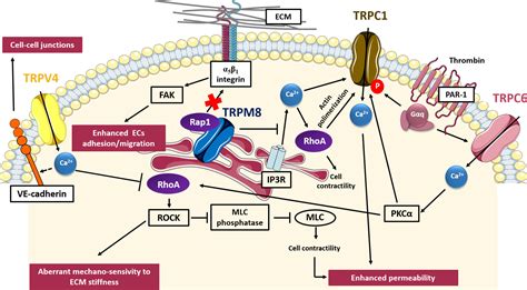 Frontiers Trp Channels And Small Gtpases Interplay In The Main