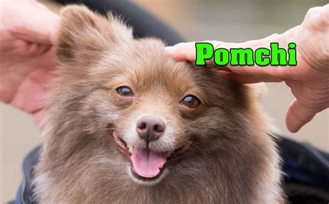 Pomchi ( Pomeranian-Chihuahua mix ) appearance, characteristics & Price