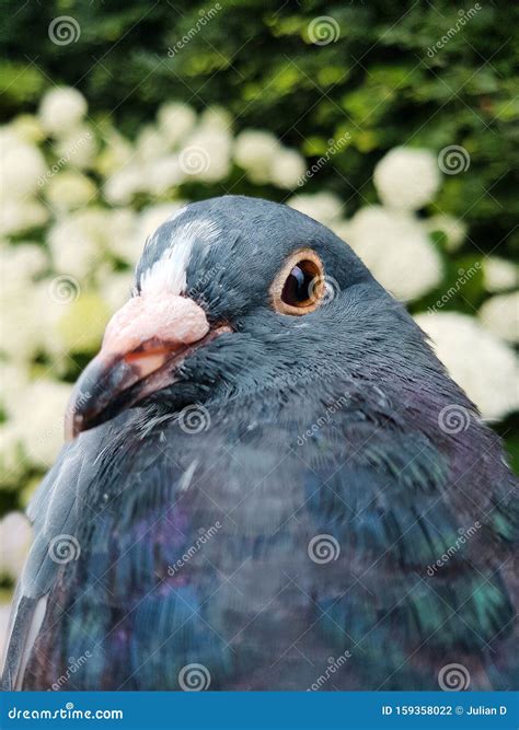 Pigeon Head Looking at the Camera Close Up Stock Photo - Image of ...