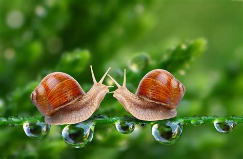 Insects Water Drops Green 4k Nature 5k Snail Close Hd Wallpaper Rare Gallery