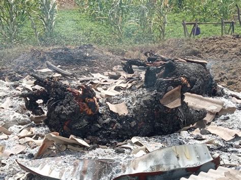 Ditinggal Pulang Pemiliknya Sapi Dan Kambing Hangus Terbakar Di