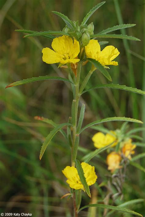 Oenothera Serrulata Yellow Sundrops Minnesota Wildflowers