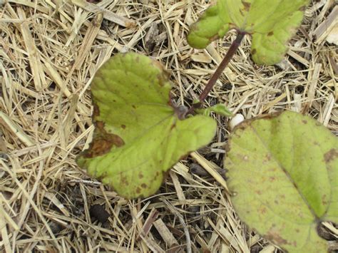 Necrosis On The Leaves Of A Phosphorus Deficient Bean Plant