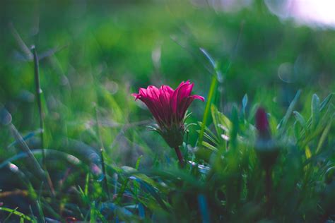 Free Photo Selective Focus Photography Of Pink Flower Beautiful