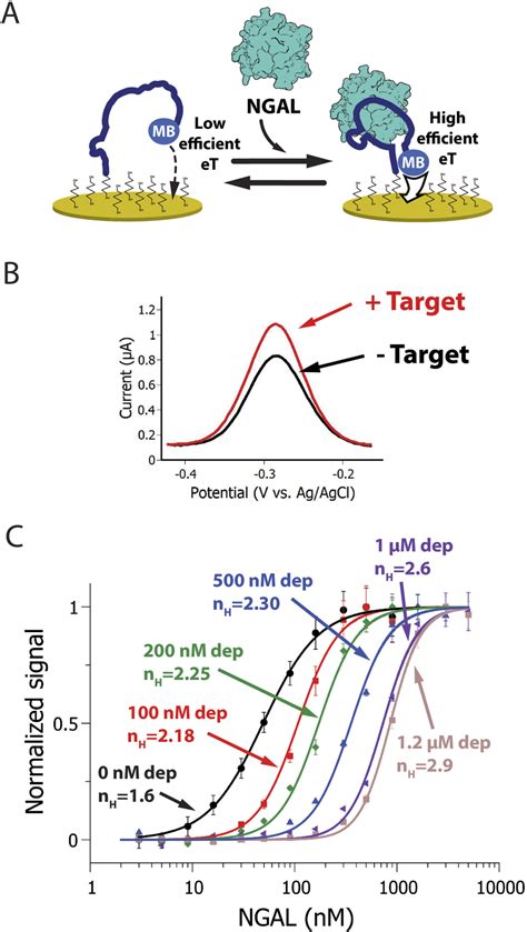 A A NGAL Detecting Enzyme Linked Immunosorbent Assay ELISA The