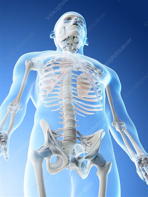 Upper Body Bones Illustration Stock Image F026 5932 Science Photo Library