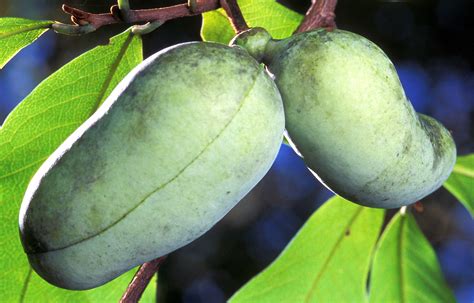 El Paw Paw La Fruta Menos Tropical Garden Catalunya Plants Sant