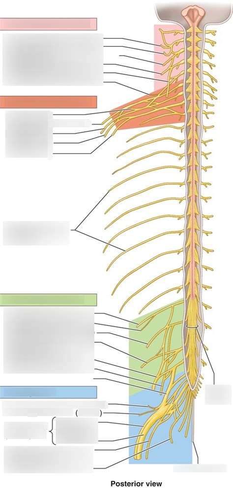 Diagram Of All 3 Plexuses Peripheral Nerves And What Muscles They Each