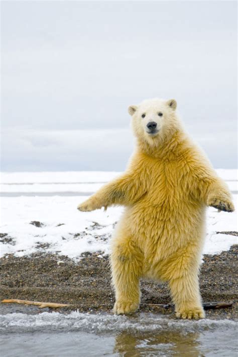 Polar Bear Cub Dances Disco 5 Pics Izismile