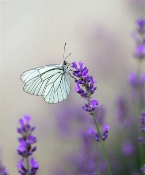 Pin By Nash Noriega On Me Encanta Beautiful Butterfly Pictures