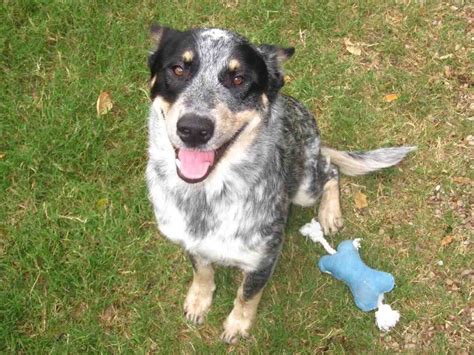 Border Collie Blue Heeler Australian Shepherd Mix