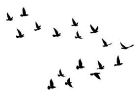 Flying Bird Vector Art, Icons, and Graphics for Free Download