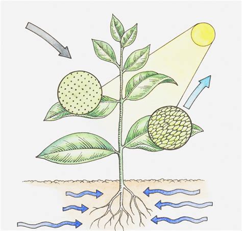 Photosynthesis Diagram Diagram Quizlet