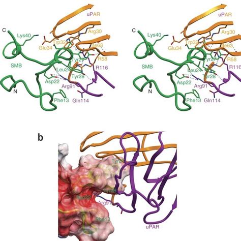 Pdf Crystal Structures Of Two Human Vitronectin Urokinase And