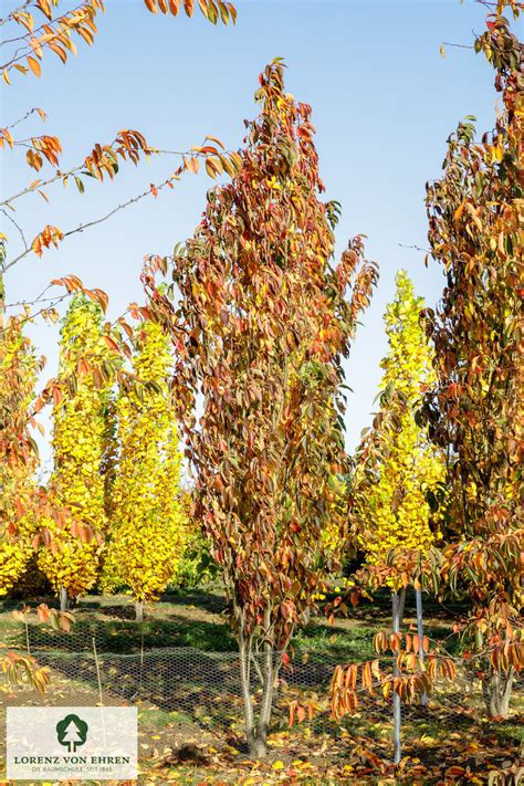 Prunus Serrulata Amanogawa Baumschule Lve