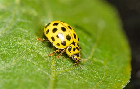 Apprenez Reconna Tre Les Coccinelles Les Plus Communes Dans Votre