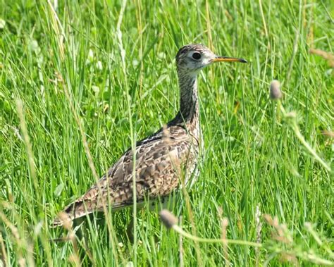 Upland sandpiper - Facts, Diet, Habitat & Pictures on Animalia.bio