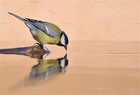 Bird drinking water. | High-Quality Animal Stock Photos ~ Creative Market