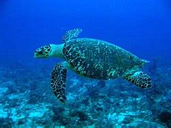 quintana roo wikipedia
