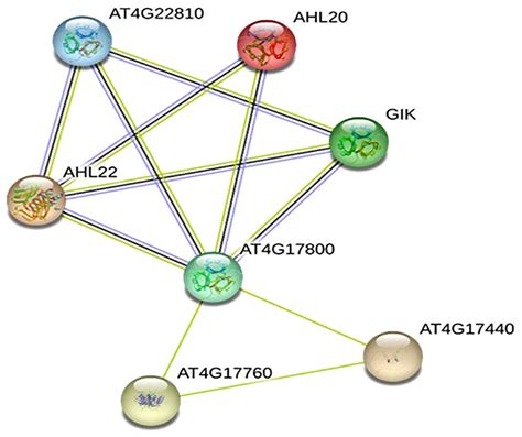 Frontiers Genome Wide Dissection Of At Hook Motif Nuclear Localized