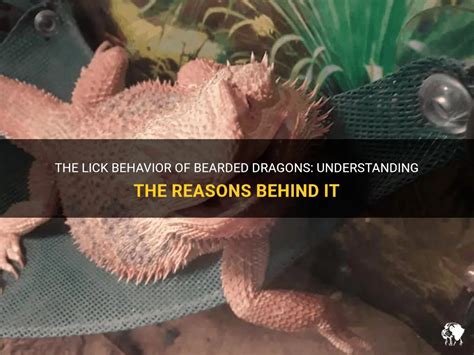 The Lick Behavior Of Bearded Dragons Understanding The Reasons Behind