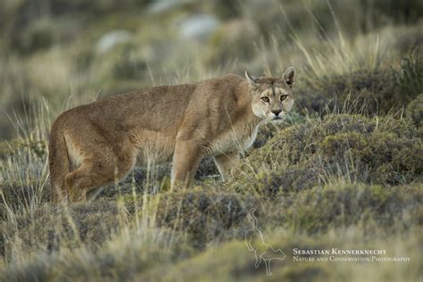 Pumas in Patagonia – International Society for Endangered Cats (ISEC ...