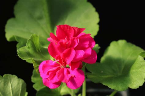 calliope large magenta geranium vegetative domanns plants