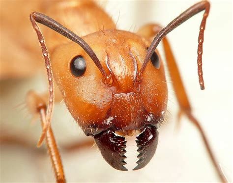 Rostro De Hormiga Picture Of Ant Granja De Hormigas Hormigas